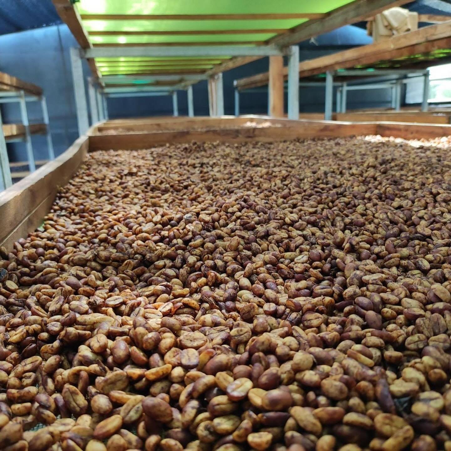 Tour de café orgánico