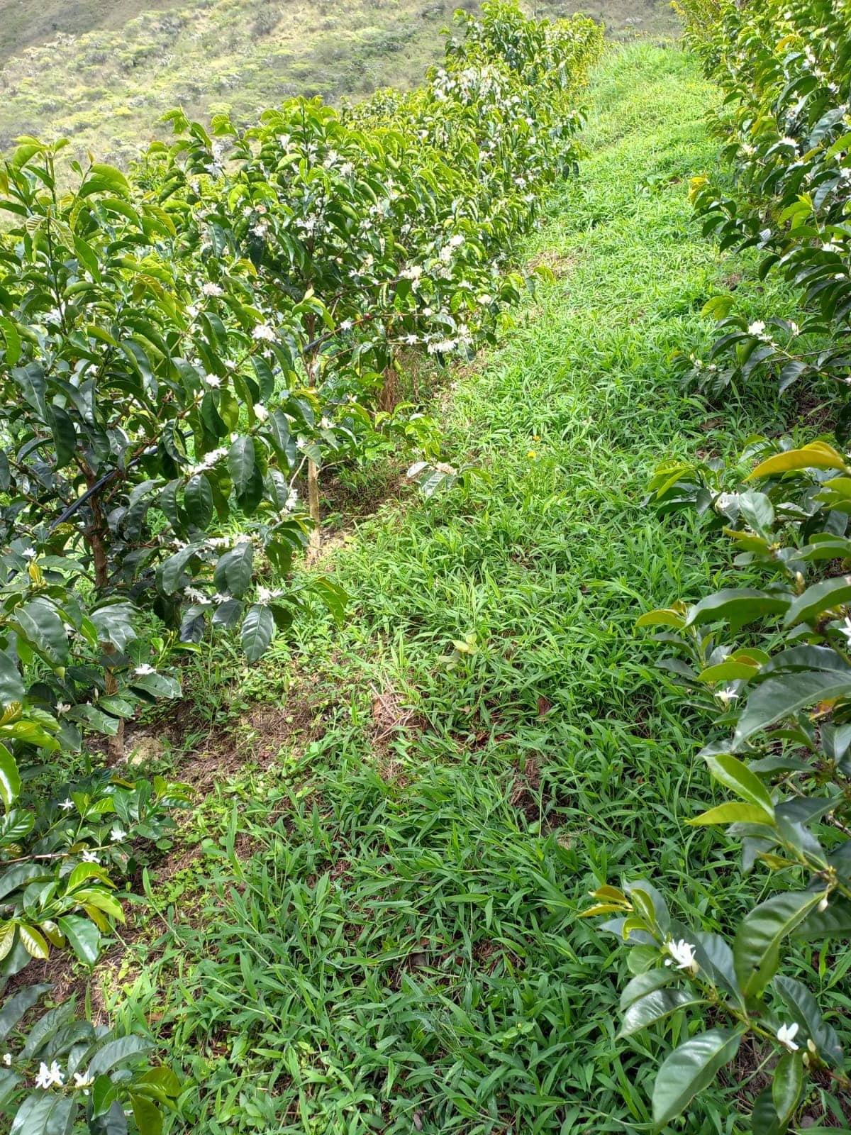 Cosecha de café en Loja