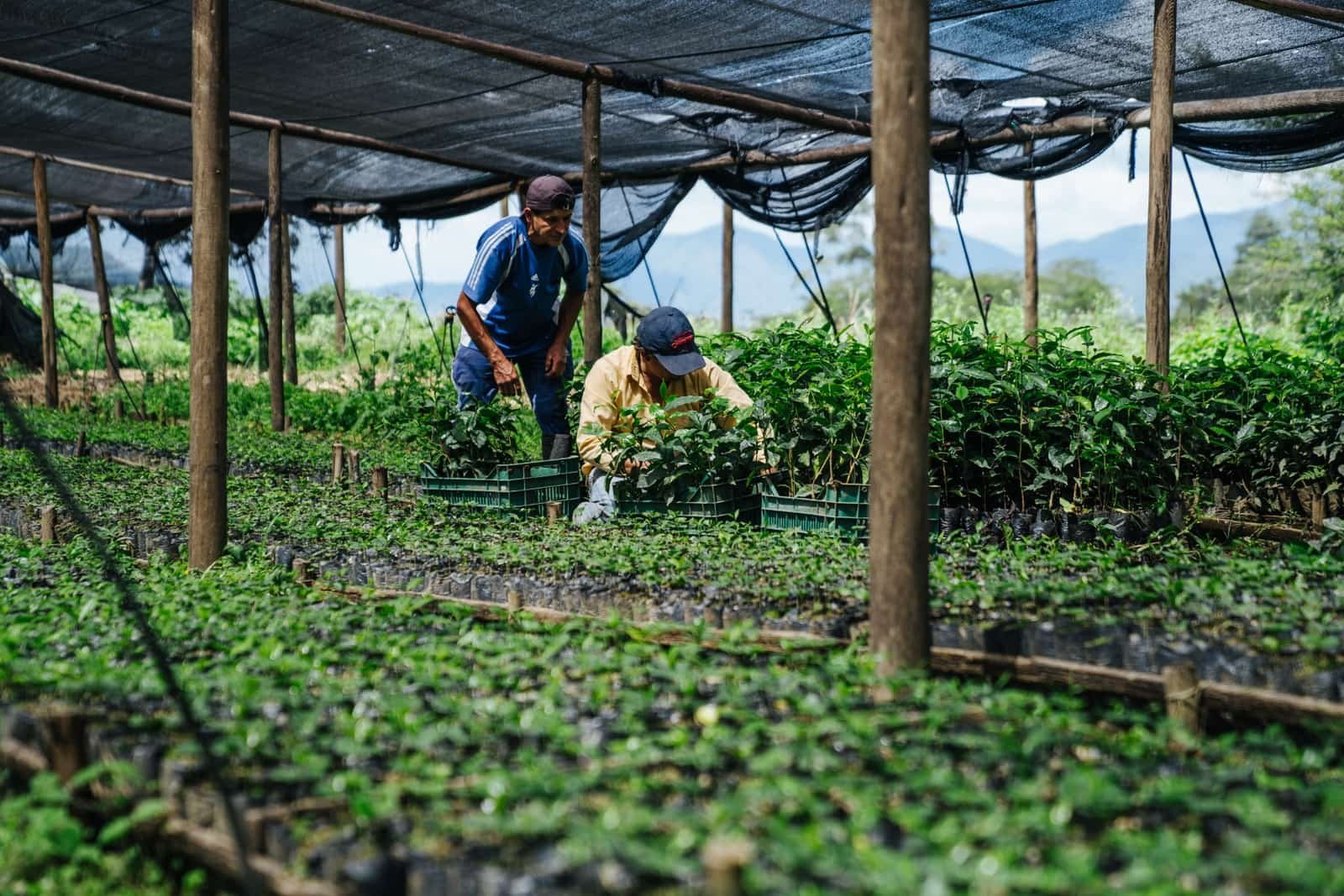 Café de especialidad de Loja