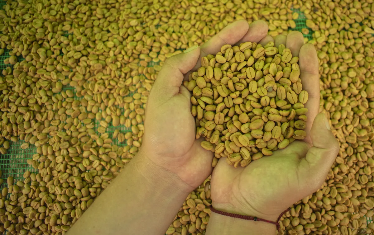 Granos de café secándose en Finca El Aguacate