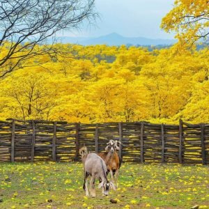 Florecimiento Guayacanes 2027: Pronóstico Científico y Fechas